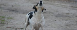 Rockland Animal Control - Barking Dog