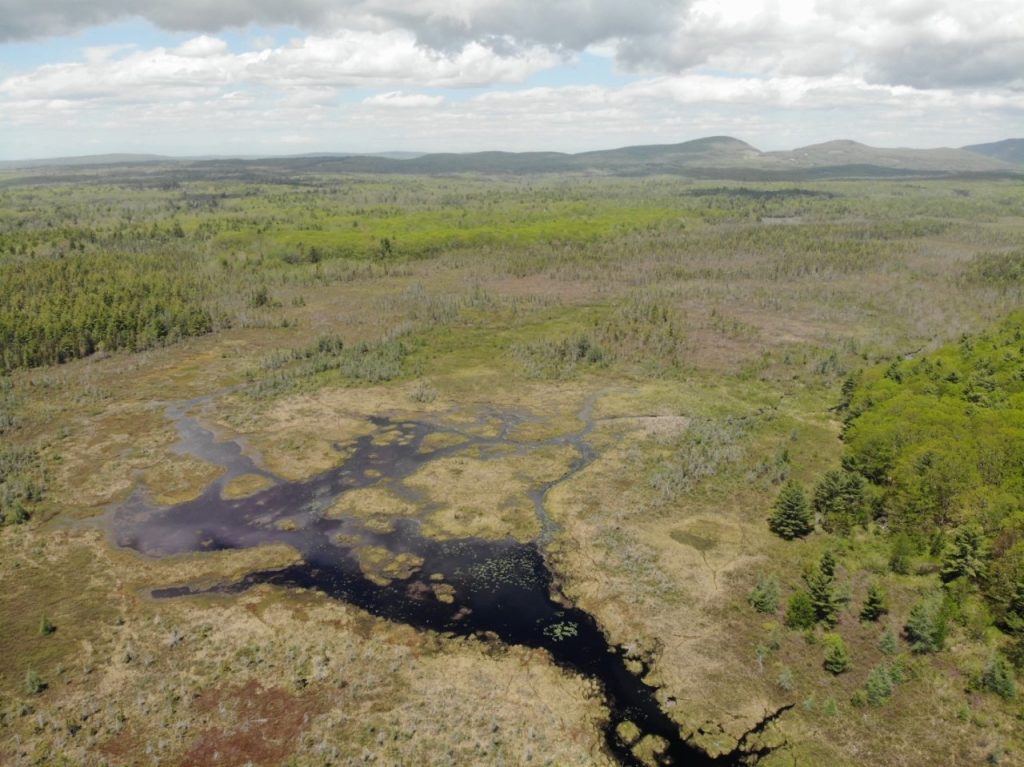 Meet the Rockland Bog A Talk by Marie McNeely Room with