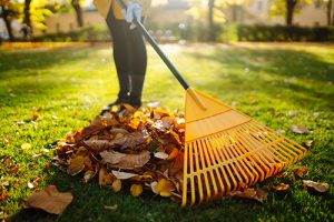 A large rake and a pile of leaves on a green lawn
