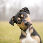 Time to Renew Your Dog License